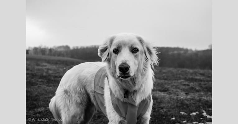 Teddy, an Anatolian Shepherd Dog and Great Pyrenees mix tested with EmbarkVet.com