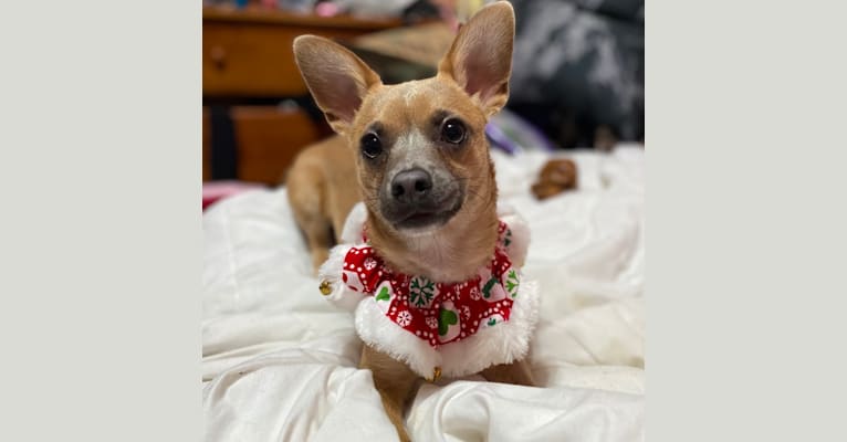 Photo of Kirby, a Chihuahua and Poodle (Small) mix in Millbrae, California, USA