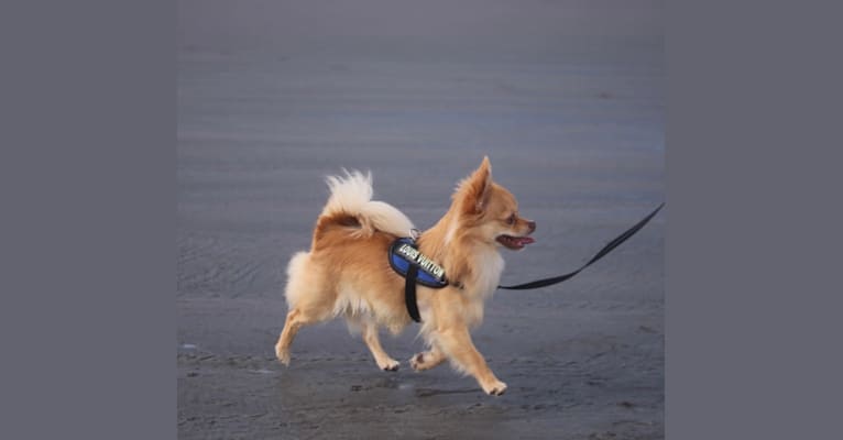 Louis, a Chihuahua tested with EmbarkVet.com