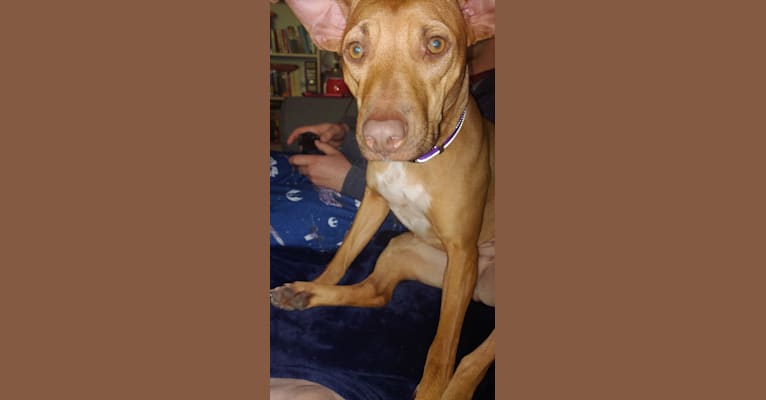 Pharaoh hound terrier mix 2025