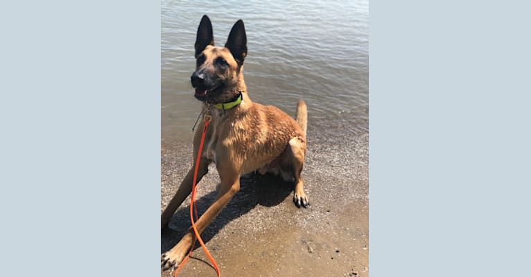 Embark Dog Dna Test Breed