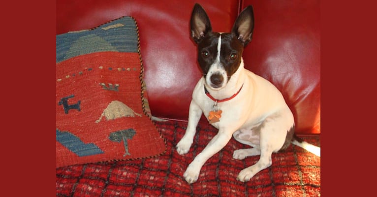 Diego, a Russell-type Terrier and Chihuahua mix tested with EmbarkVet.com