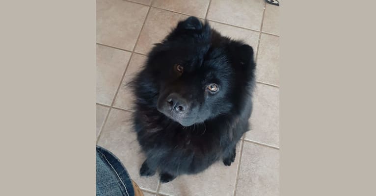 Hagrid, a Chow Chow tested with EmbarkVet.com