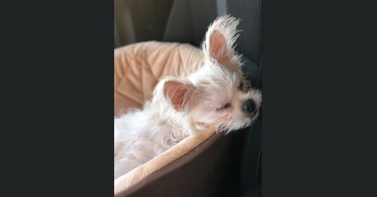 Photo of Graci, a Pug, Chihuahua, and Poodle (Small) mix in Charlotte, North Carolina, USA