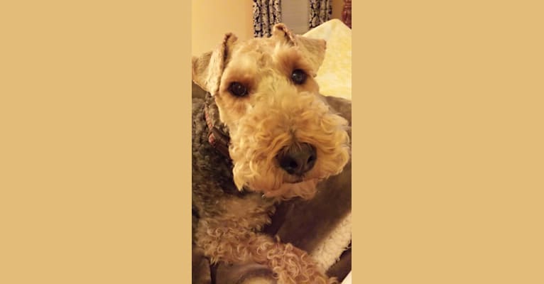 Riley, a Welsh Terrier tested with EmbarkVet.com