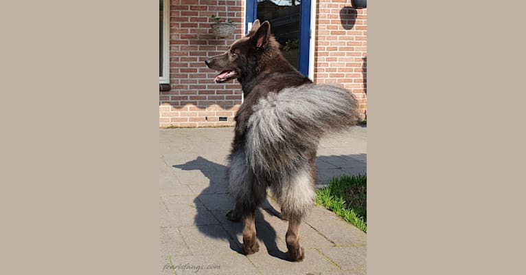 Photo of VERGIL, a German Shepherd Dog  in Lochem, Netherlands