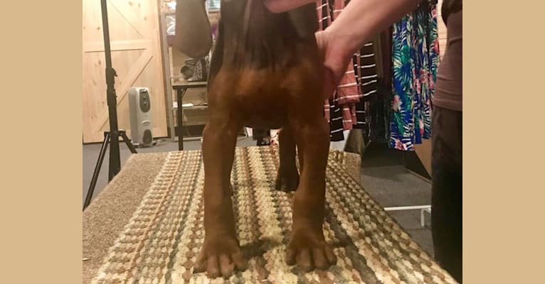 Photo of Piper, a Redbone Coonhound  in Fountain City, IN, USA