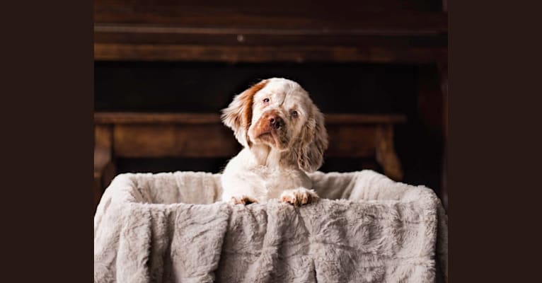 Photo of Daisy, a Clumber Spaniel  in Bloomington, IN, USA