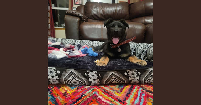 Photo of Charlie, a German Shepherd Dog, Bulldog, and Mixed mix in Yelm, Washington, USA