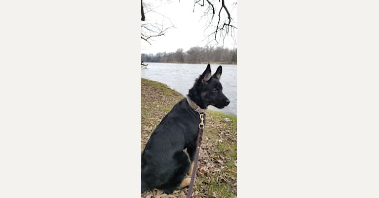 Lucy, a German Shepherd Dog and Labrador Retriever mix tested with EmbarkVet.com