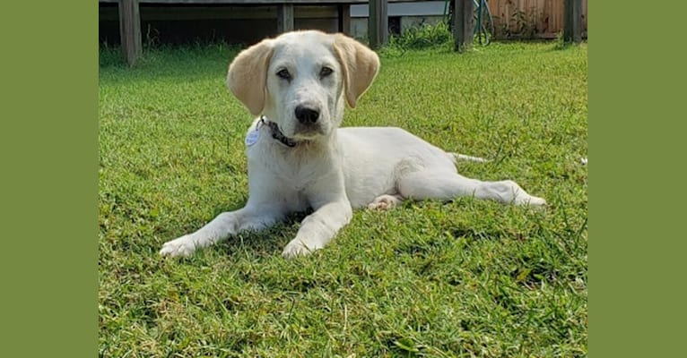 Photo of Nellie, a Great Pyrenees, American Foxhound, and Beagle mix in Clarksville, Virginia, USA
