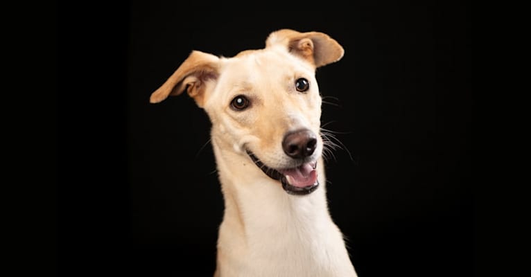 Max, a West Asian Village Dog tested with EmbarkVet.com
