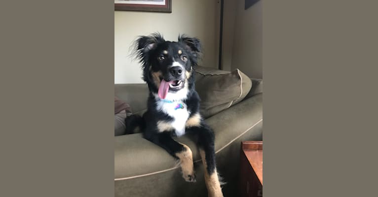 Koda, an Australian Cattle Dog and Rottweiler mix tested with EmbarkVet.com