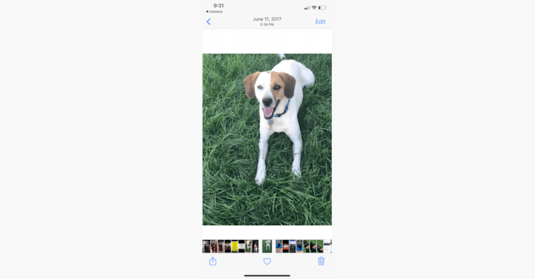 Dillon, a Great Pyrenees and Boxer mix tested with EmbarkVet.com