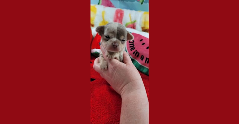 Quinn, a Chihuahua tested with EmbarkVet.com