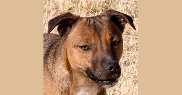 Photo of Cutie, a Border Collie, Border Terrier, and Whippet mix in Pahrump, NV, USA