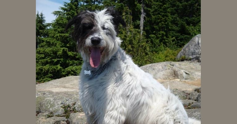 Jake, a German Shepherd Dog and Bouvier des Flandres mix tested with EmbarkVet.com