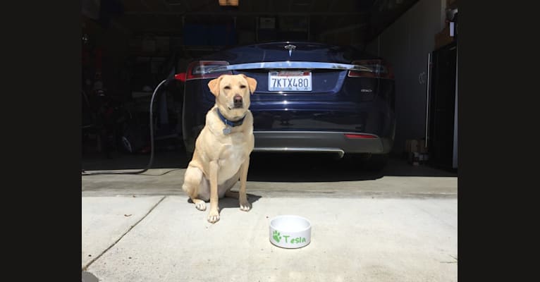 Roma, a Labrador Retriever and Australian Cattle Dog mix tested with EmbarkVet.com