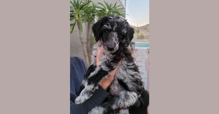 Photo of Loki, a Poodle (Standard)  in Phoenix, AZ, USA
