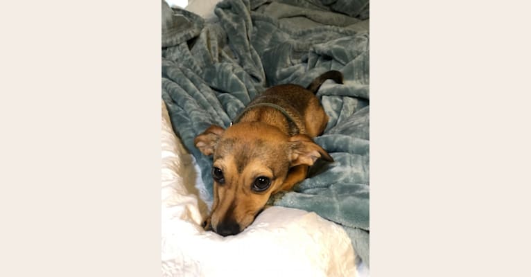 Mouse, a Chihuahua and Dachshund mix tested with EmbarkVet.com