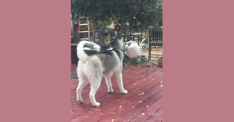Photo of Romeo, a Siberian Husky and Alaskan Malamute mix in Redding, California, USA