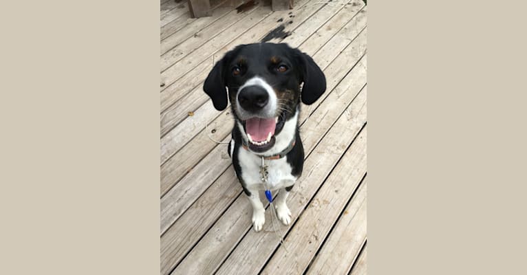 Photo of Beau, an Australian Cattle Dog, Great Pyrenees, Mountain Cur, and Labrador Retriever mix in Hampshire, Illinois, USA