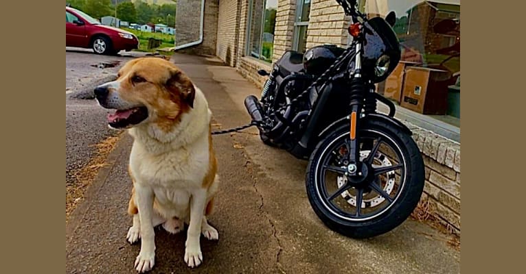 Cujo, a Great Pyrenees and Rottweiler mix tested with EmbarkVet.com