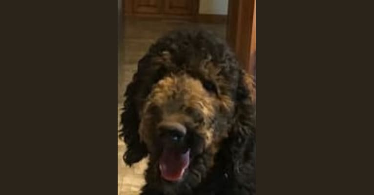 Photo of Riggs IV, a Poodle (Standard)  in Parma, Idaho, USA