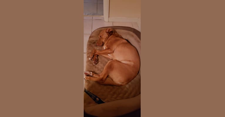 Cinna, a Labrador Retriever and Rat Terrier mix tested with EmbarkVet.com