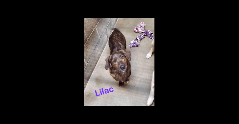 Lilac, a Dachshund and Great Pyrenees mix tested with EmbarkVet.com