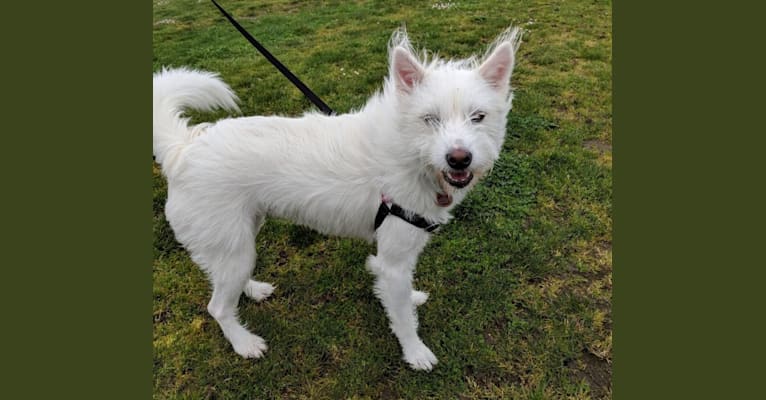 Kira, a Japanese or Korean Village Dog tested with EmbarkVet.com