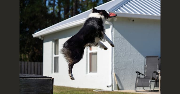 Boomer, an Australian Shepherd Group tested with EmbarkVet.com