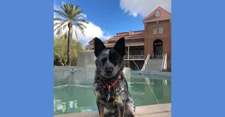 Echo, an Australian Cattle Dog and Chihuahua mix tested with EmbarkVet.com