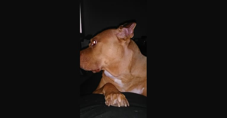 Snags, a Staffordshire Terrier tested with EmbarkVet.com