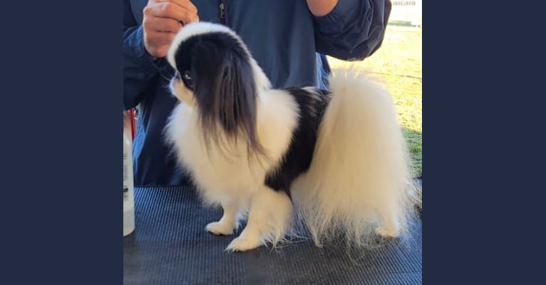 Photo of Ritzy, a Japanese Chin  in Athens, GA, USA