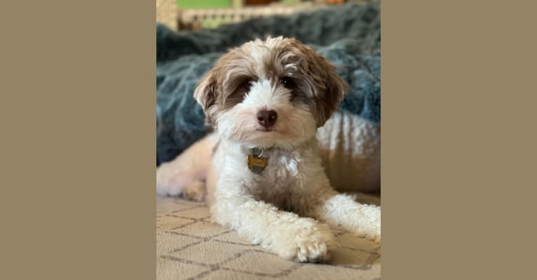 Oscar, a Poodle (Small) and Pekingese mix tested with EmbarkVet.com