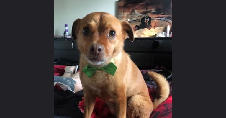Photo of Paulie, a Chihuahua, Pug, Poodle (Small), Rottweiler, and Mixed mix in Atlanta, Georgia, USA