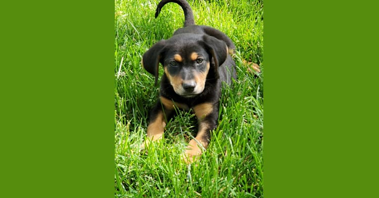 Hazel, a Black and Tan Coonhound and German Shepherd Dog mix tested with EmbarkVet.com