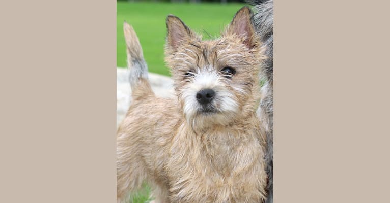 Ruby, a Cairn Terrier tested with EmbarkVet.com