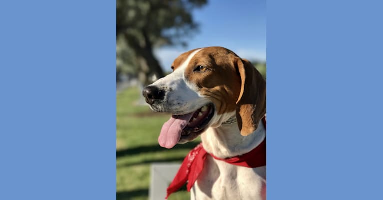 Red, a Treeing Walker Coonhound tested with EmbarkVet.com