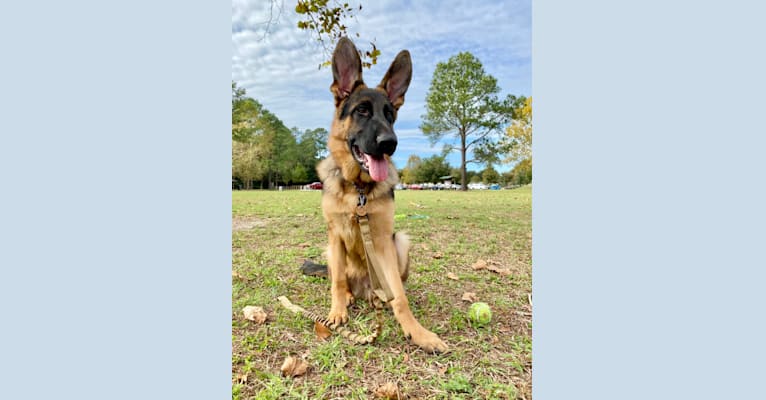 Photo of Loki, a German Shepherd Dog  in Southernwind Kennels German Shepherd breeder in Florida, Phillips Road, Brooksville, FL, USA