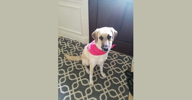 Maizey, an Anatolian Shepherd Dog and Great Pyrenees mix tested with EmbarkVet.com