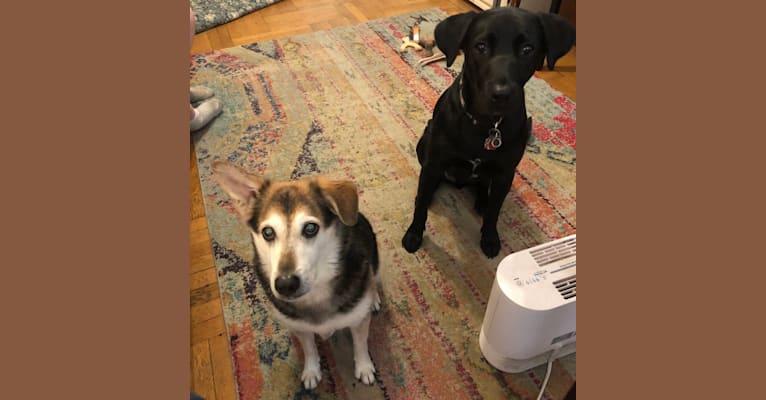 Levon, a Labrador Retriever and American Pit Bull Terrier mix tested with EmbarkVet.com