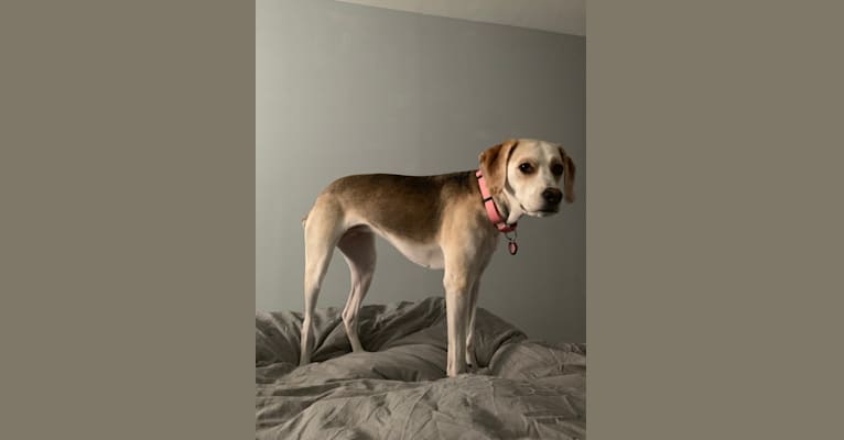 Daphne, an American Foxhound and English Foxhound mix tested with EmbarkVet.com