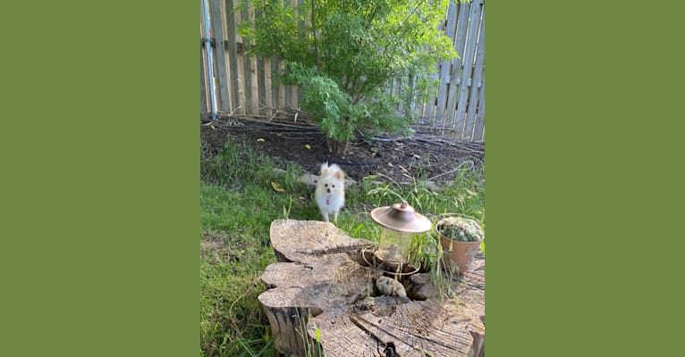 Sofia, a Pomeranian tested with EmbarkVet.com