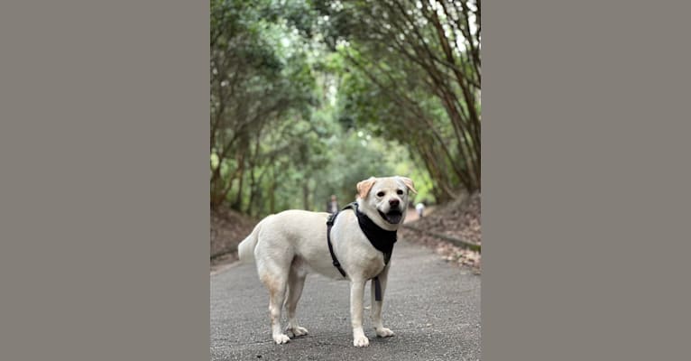 baobao, a Hong Kong Village Dog tested with EmbarkVet.com
