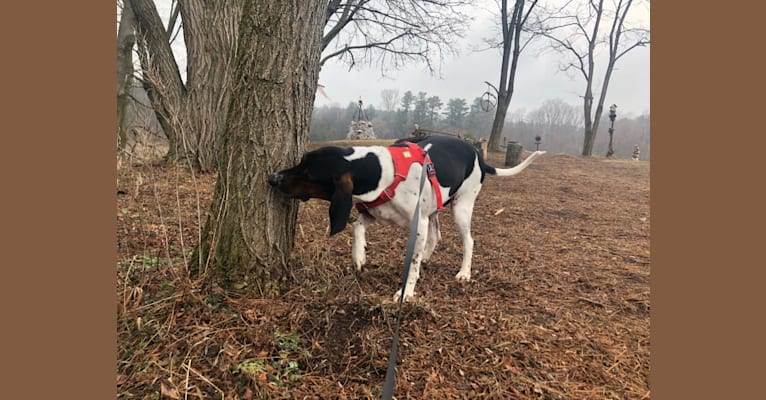 Marty, a Treeing Walker Coonhound tested with EmbarkVet.com