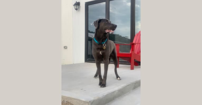 Hayden, a Doberman Pinscher and American Pit Bull Terrier mix tested with EmbarkVet.com