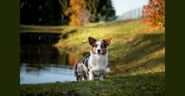 Photo of Welshjewels Heart of Eternity.....Daria, a Cardigan Welsh Corgi  in 2e Valthermond, Drenthe, Nederland