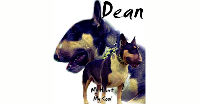 Dean, a Bull Terrier tested with EmbarkVet.com